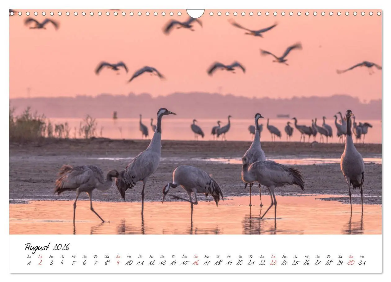 Bild: 9783457804636 | Kraniche am Schlafplatz - im Naturparadies der Mecklenburgischen...