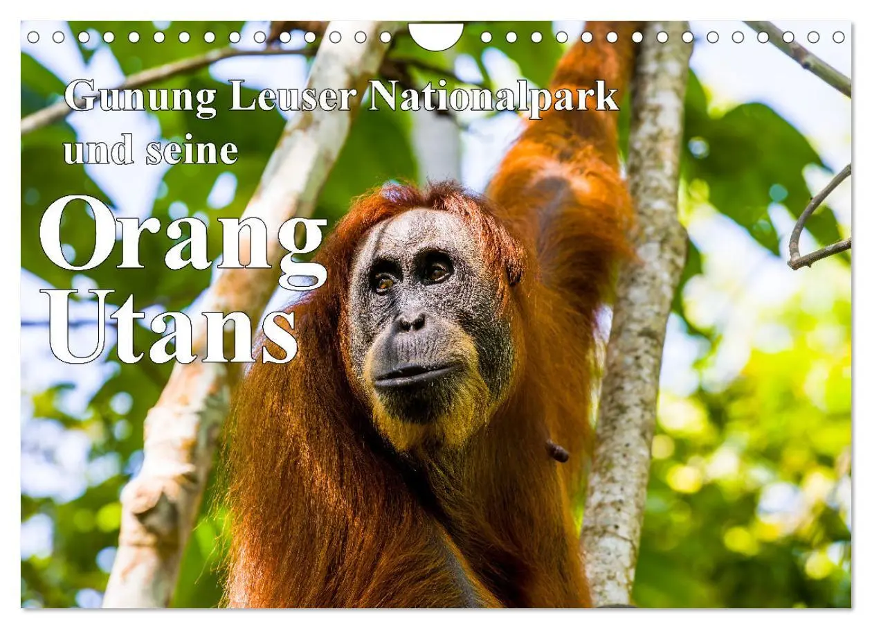 Cover: 9783457324936 | Gunung Leuser Nationalpark und seine Orang Utans (Wandkalender 2026...