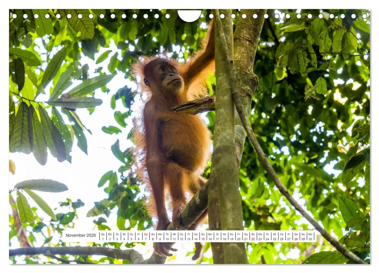 Bild: 9783457324936 | Gunung Leuser Nationalpark und seine Orang Utans (Wandkalender 2026...