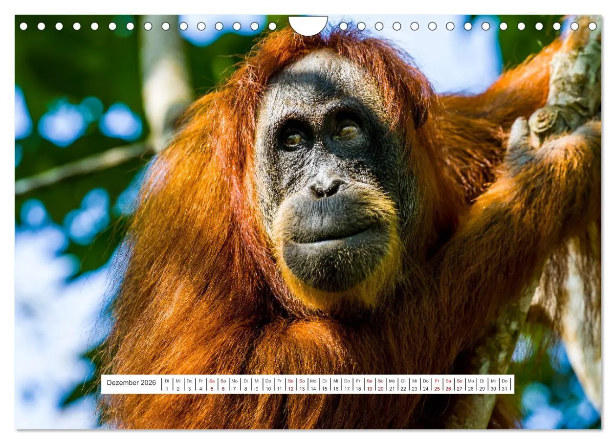 Bild: 9783457324936 | Gunung Leuser Nationalpark und seine Orang Utans (Wandkalender 2026...