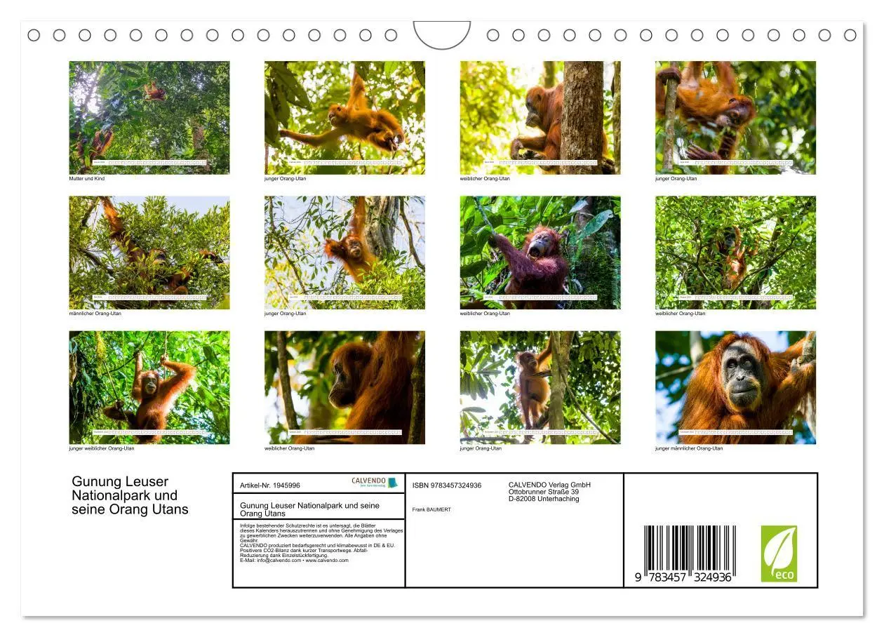 Bild: 9783457324936 | Gunung Leuser Nationalpark und seine Orang Utans (Wandkalender 2026...