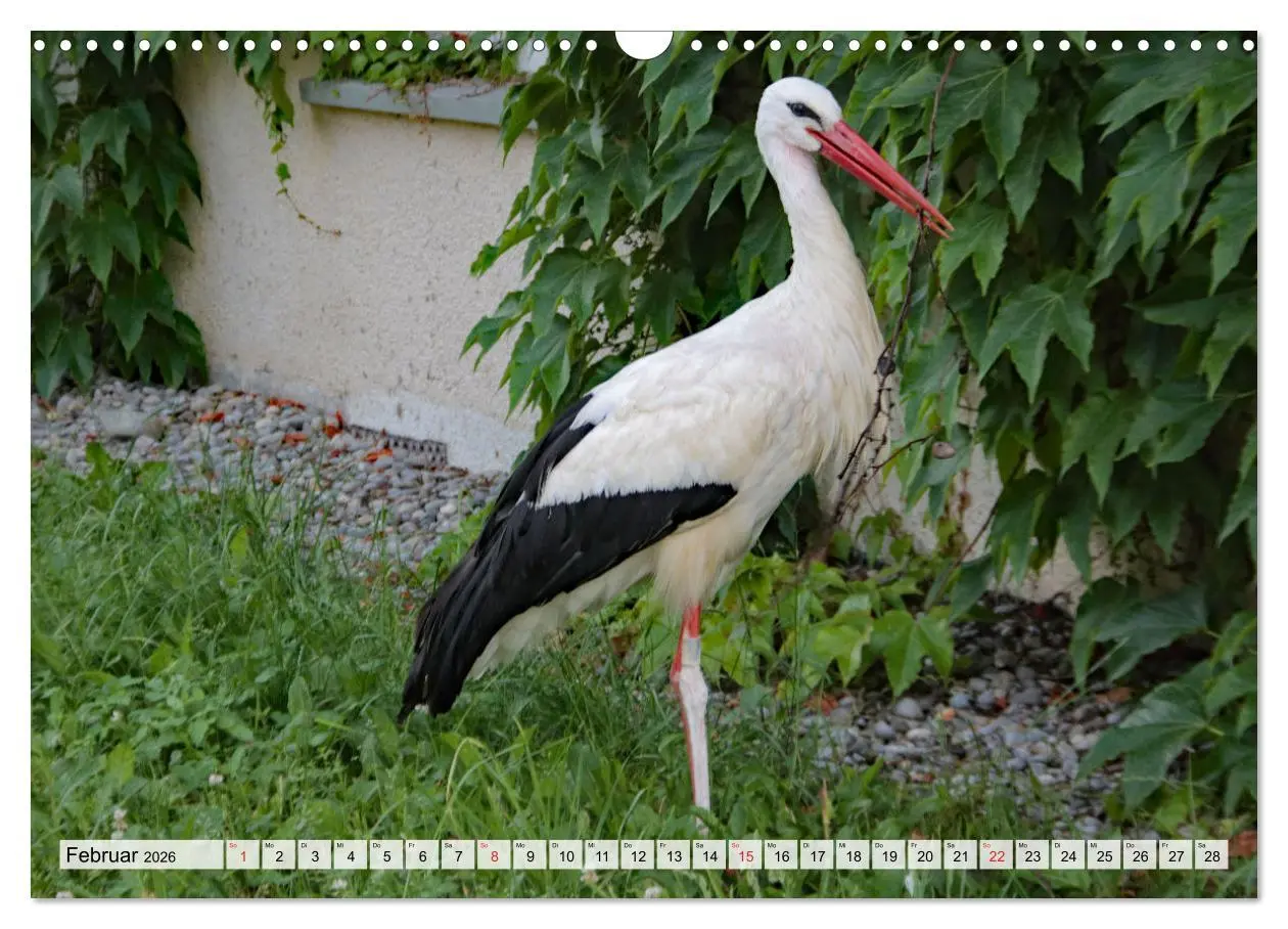 Bild: 9783457564936 | Zeit der Störche (Wandkalender 2026 DIN A3 quer), CALVENDO...