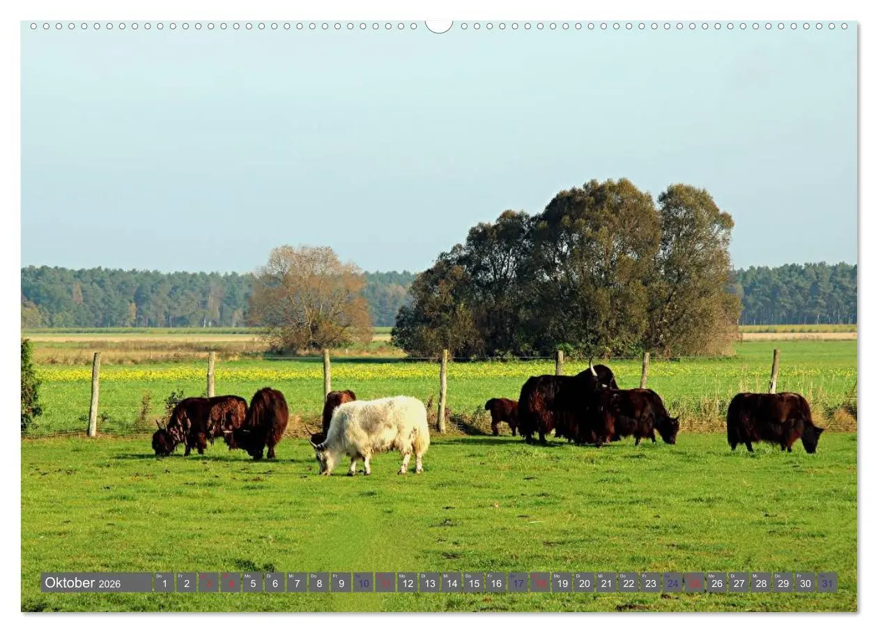 Bild: 9783516095036 | Der Yak (Wandkalender 2026 DIN A2 quer), CALVENDO Monatskalender