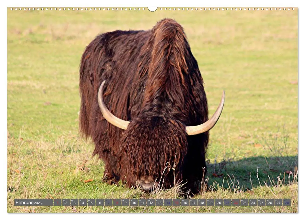 Bild: 9783516095036 | Der Yak (Wandkalender 2026 DIN A2 quer), CALVENDO Monatskalender