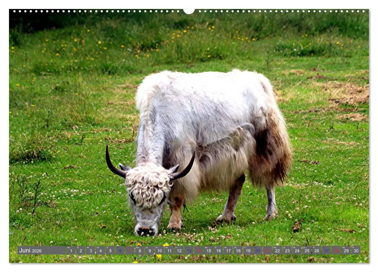 Bild: 9783516095036 | Der Yak (Wandkalender 2026 DIN A2 quer), CALVENDO Monatskalender