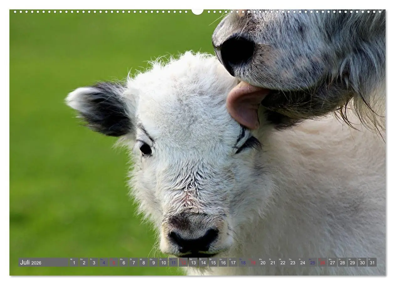 Bild: 9783516095036 | Der Yak (Wandkalender 2026 DIN A2 quer), CALVENDO Monatskalender