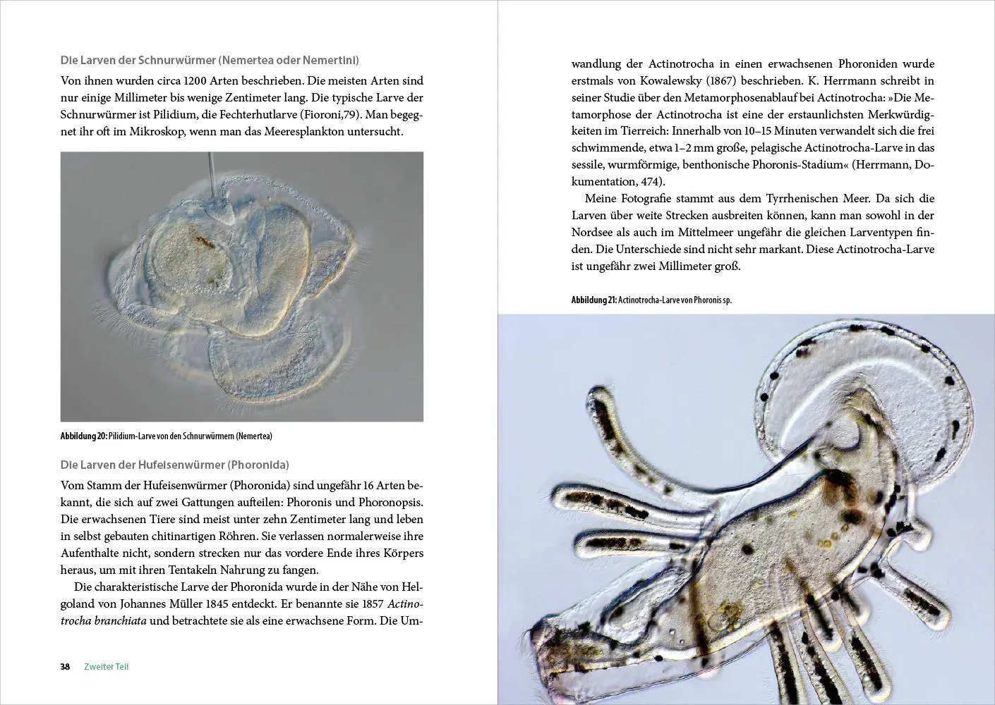 Bild: 9783987265136 | Staunen vor dem Meeresplankton | Franz Neidl | Taschenbuch | 120 S.