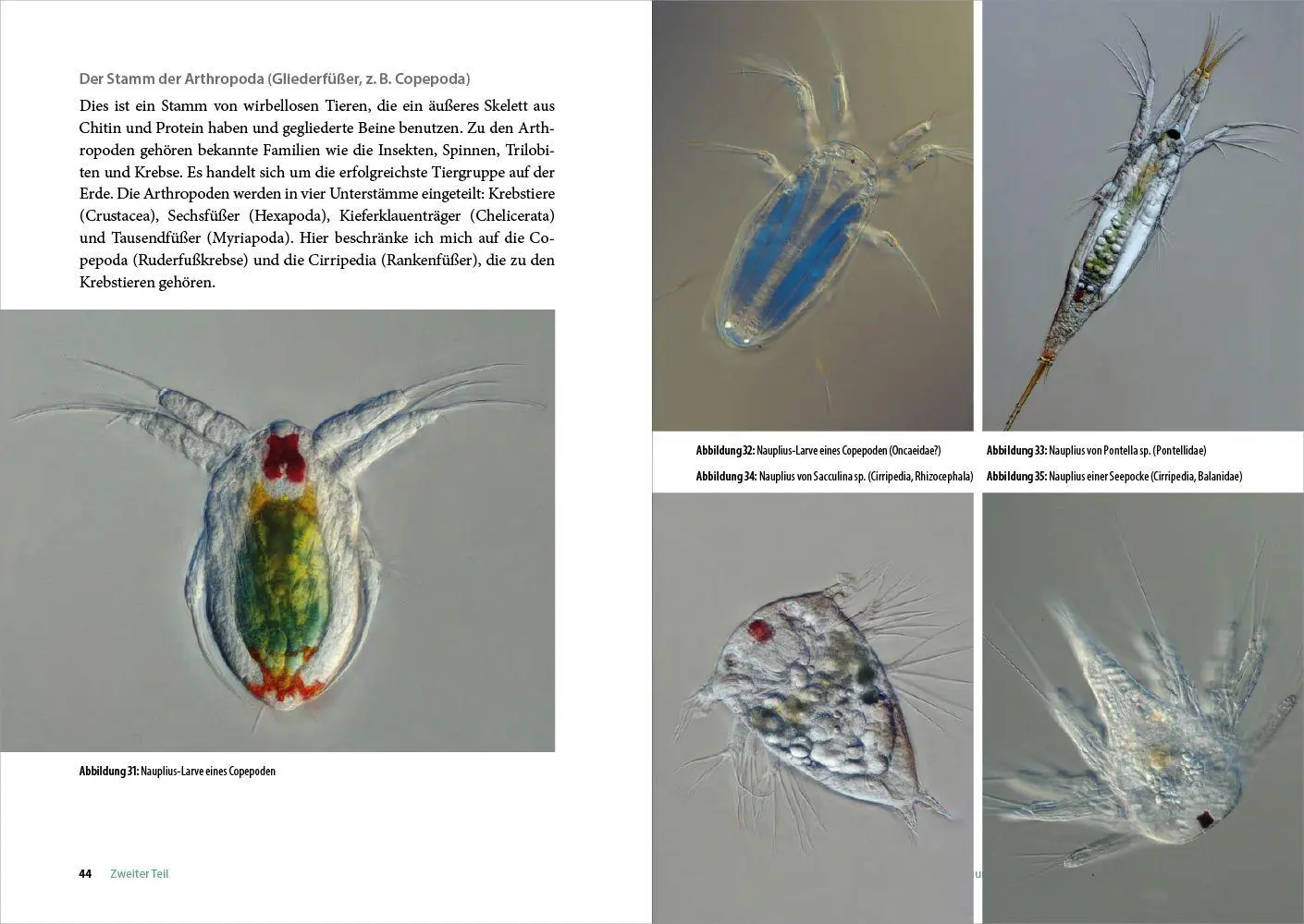 Bild: 9783987265136 | Staunen vor dem Meeresplankton | Franz Neidl | Taschenbuch | 120 S.