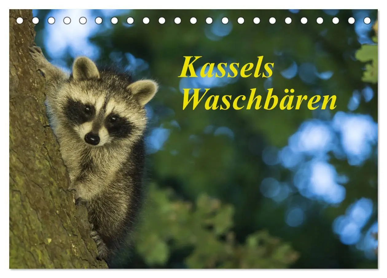 Cover: 9783457675236 | Kassels Waschbären (Tischkalender 2026 DIN A5 quer), CALVENDO...