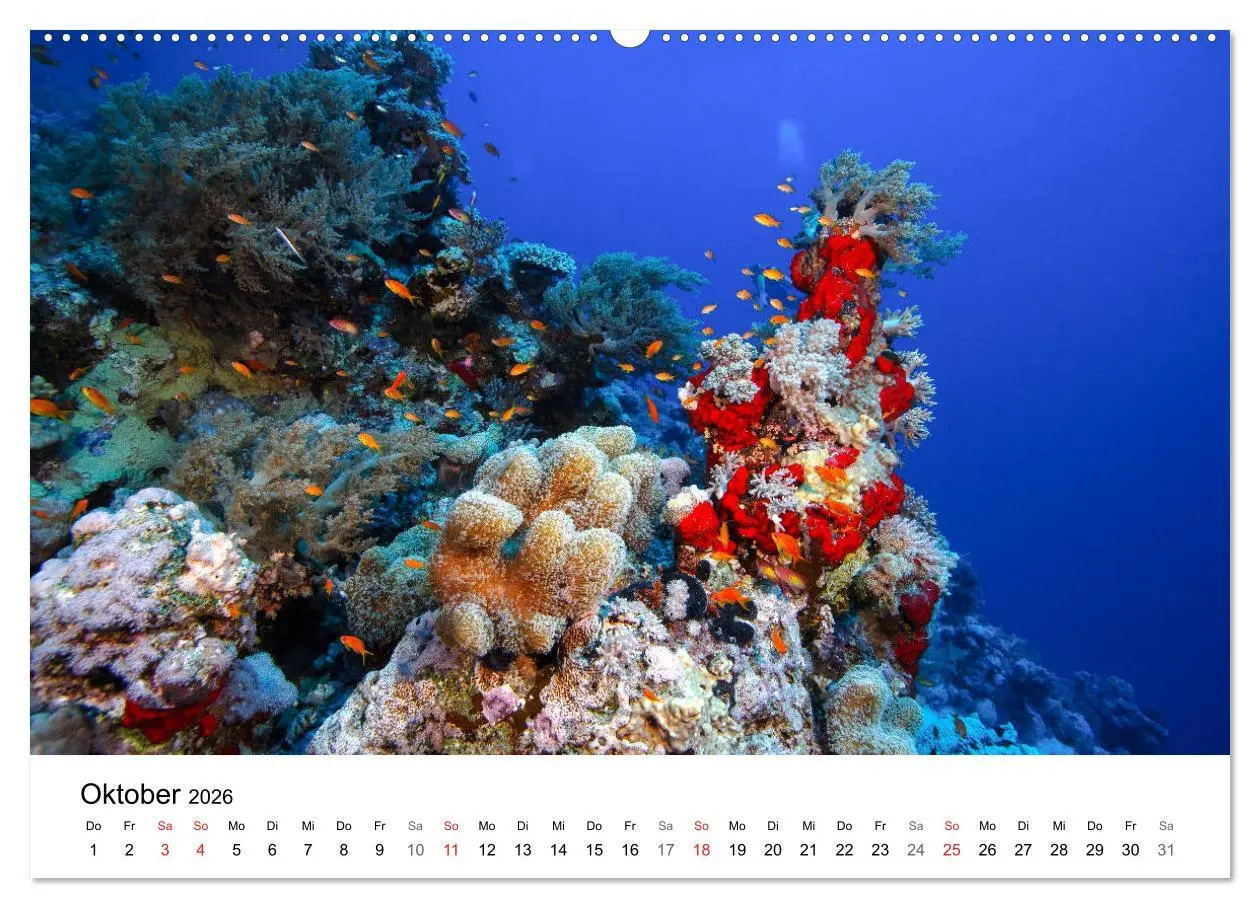 Bild: 9783516065336 | Highlights aus dem Meer - Tauchkalender (Wandkalender 2026 DIN A2...