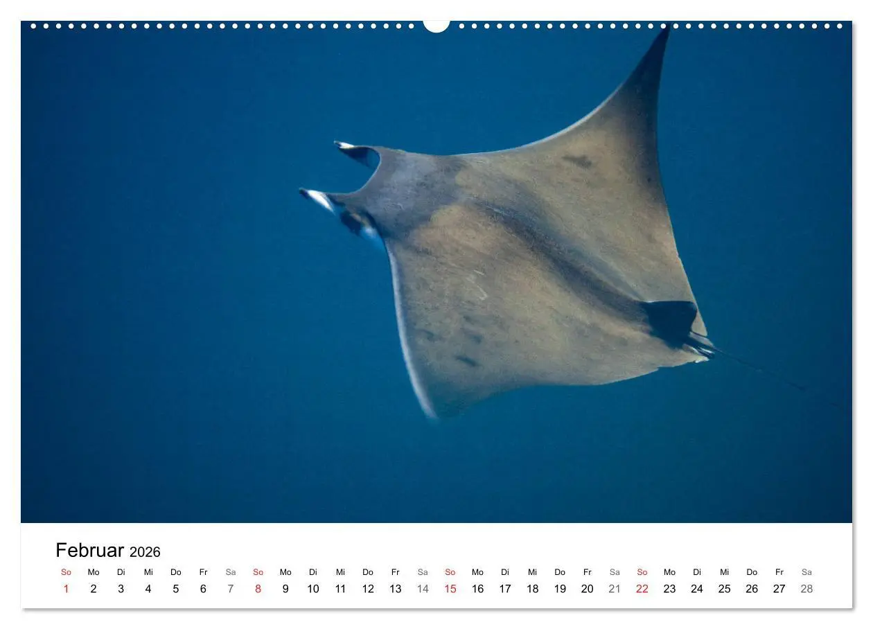 Bild: 9783516065336 | Highlights aus dem Meer - Tauchkalender (Wandkalender 2026 DIN A2...