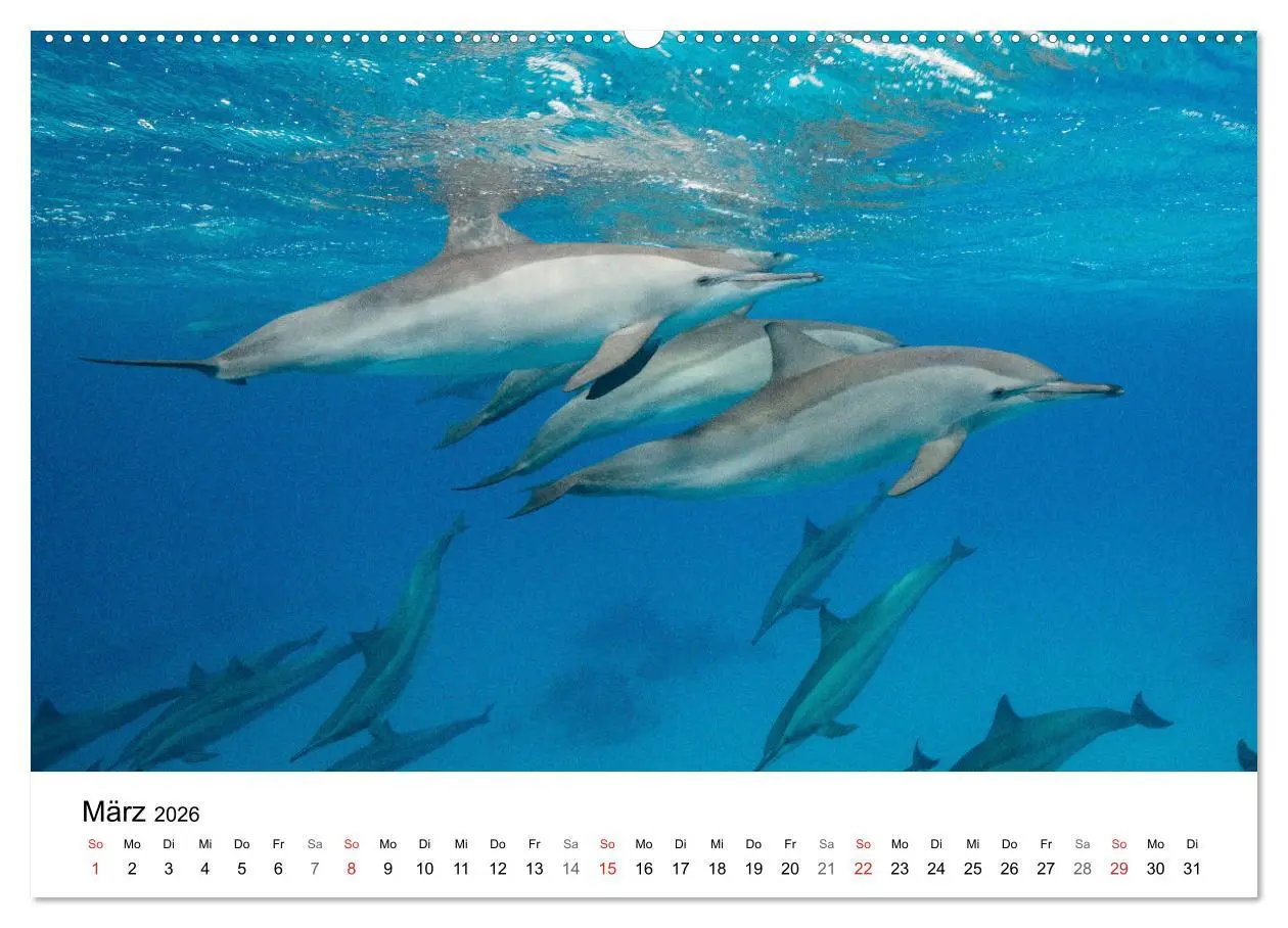 Bild: 9783516065336 | Highlights aus dem Meer - Tauchkalender (Wandkalender 2026 DIN A2...