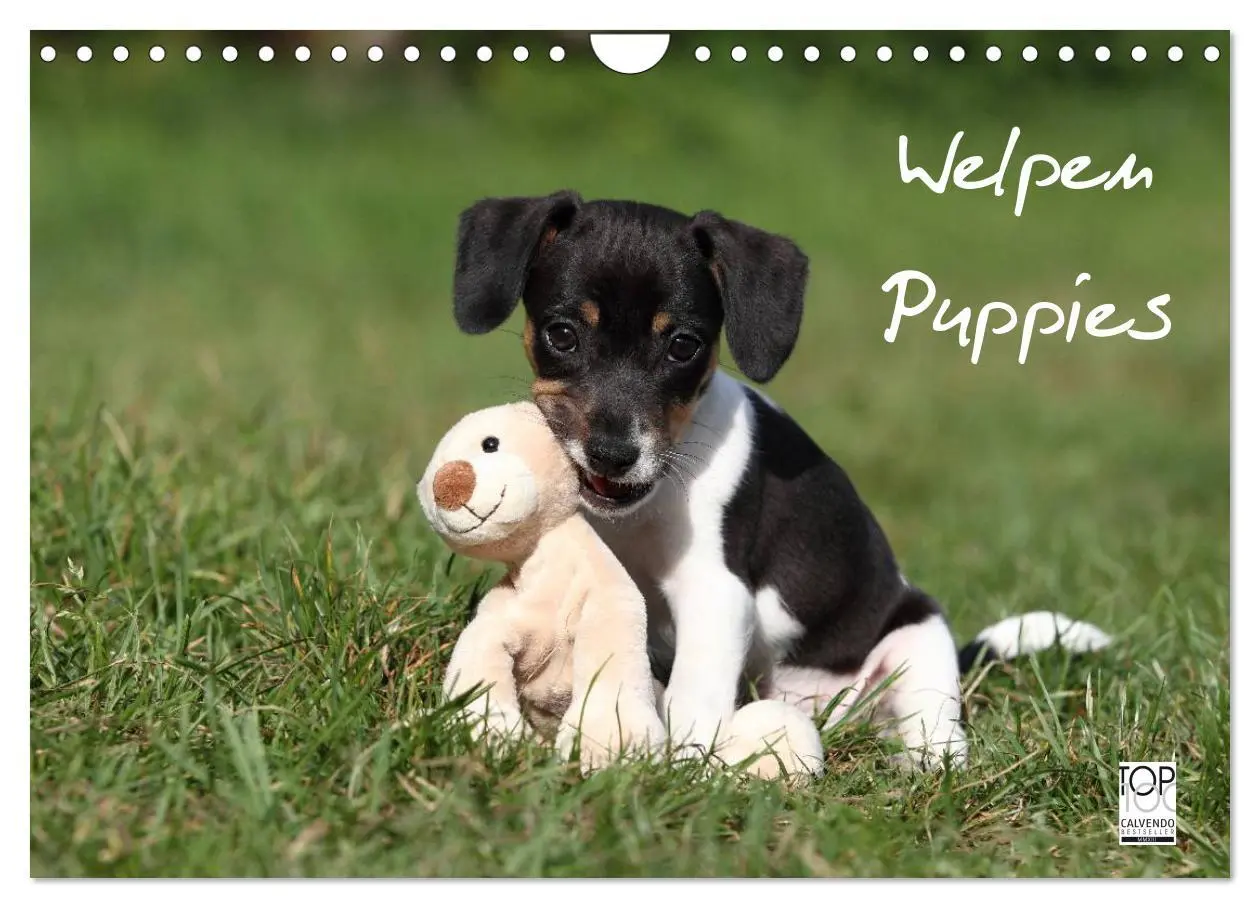 Cover: 9783516205336 | Welpen - Puppies (Wandkalender 2026 DIN A4 quer), CALVENDO...