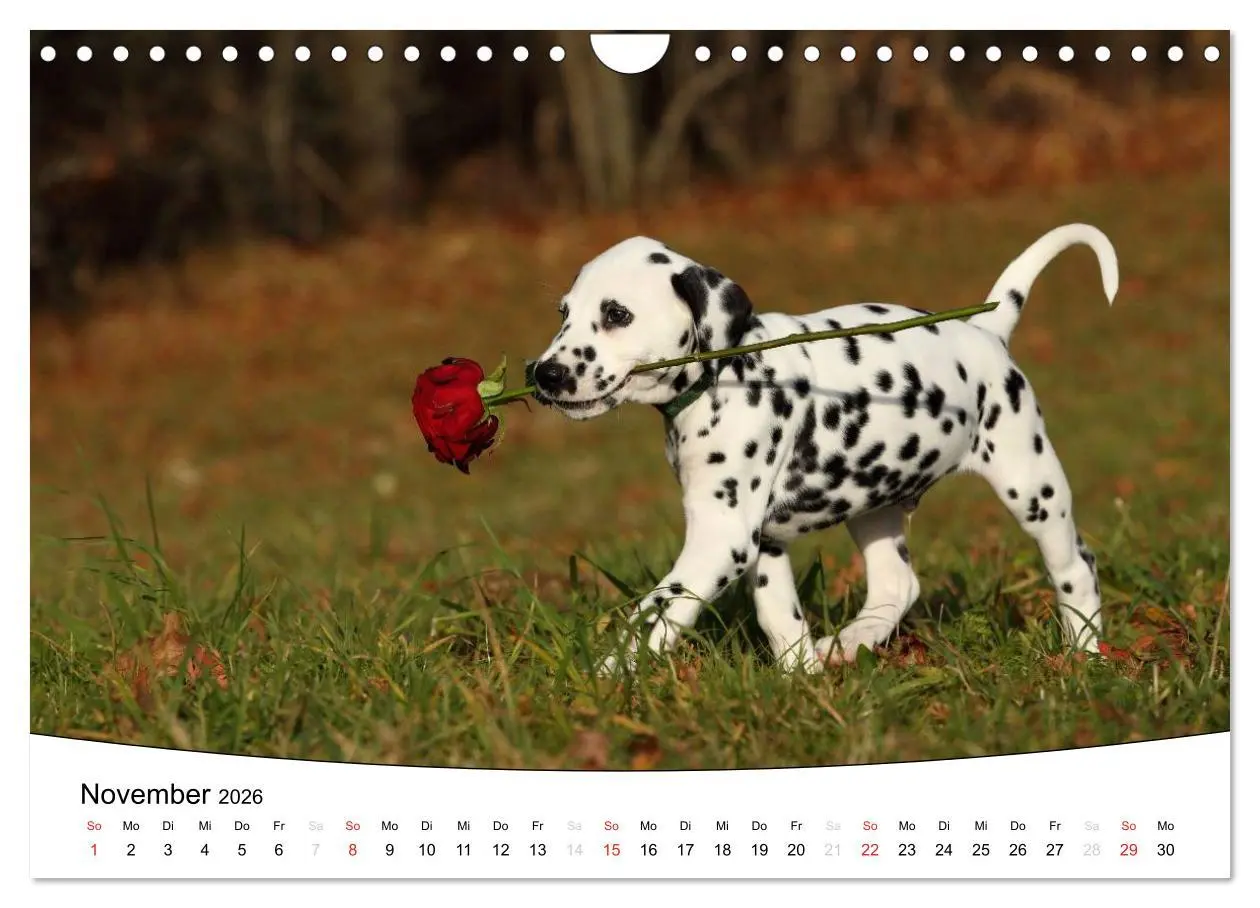 Bild: 9783516205336 | Welpen - Puppies (Wandkalender 2026 DIN A4 quer), CALVENDO...