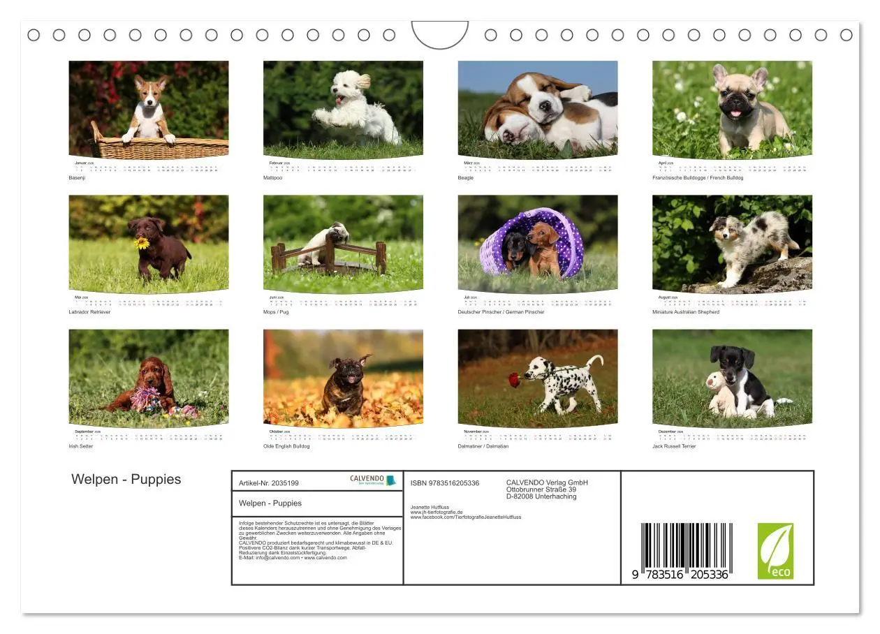 Bild: 9783516205336 | Welpen - Puppies (Wandkalender 2026 DIN A4 quer), CALVENDO...