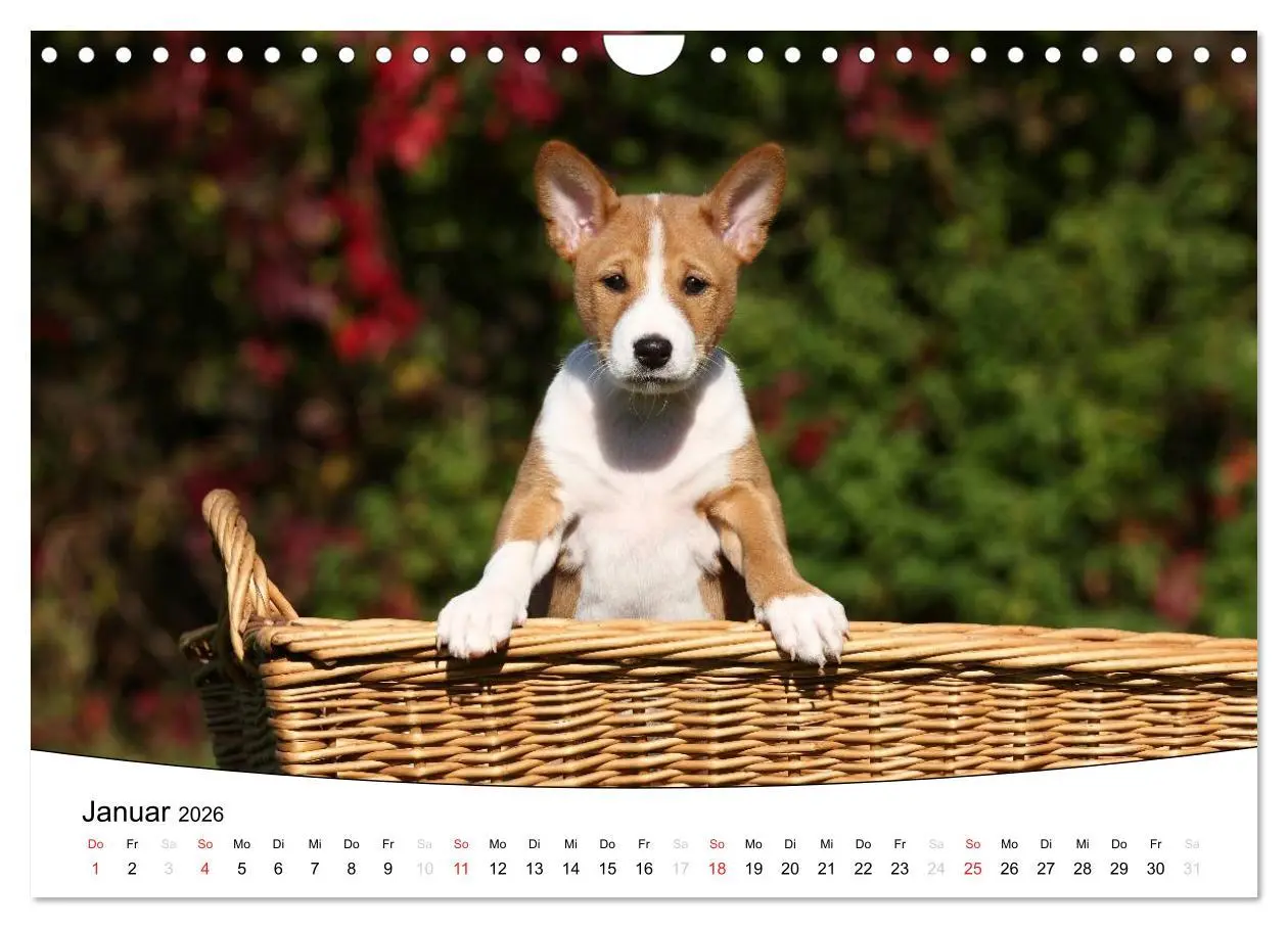Bild: 9783516205336 | Welpen - Puppies (Wandkalender 2026 DIN A4 quer), CALVENDO...