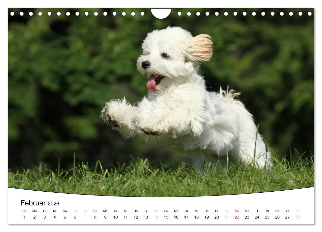 Bild: 9783516205336 | Welpen - Puppies (Wandkalender 2026 DIN A4 quer), CALVENDO...