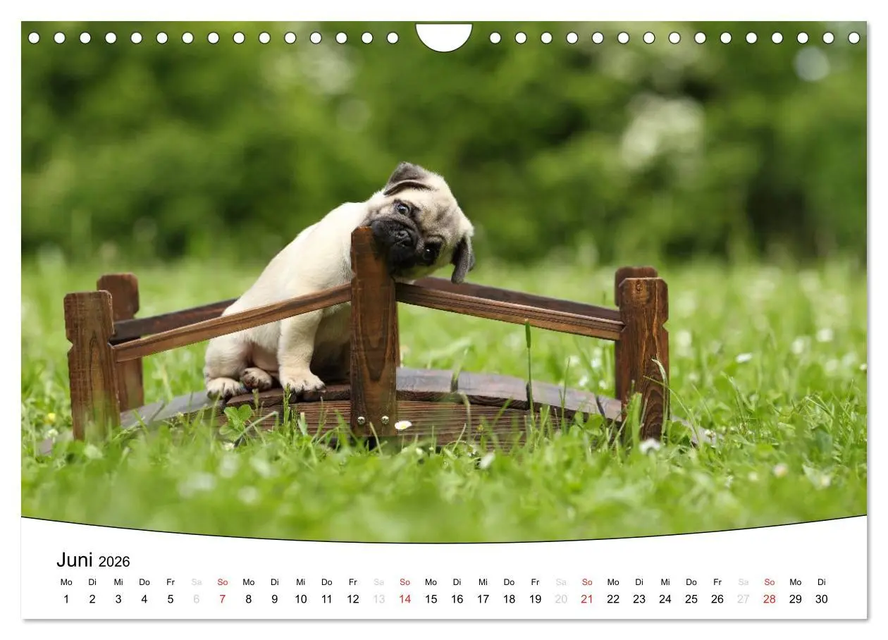 Bild: 9783516205336 | Welpen - Puppies (Wandkalender 2026 DIN A4 quer), CALVENDO...