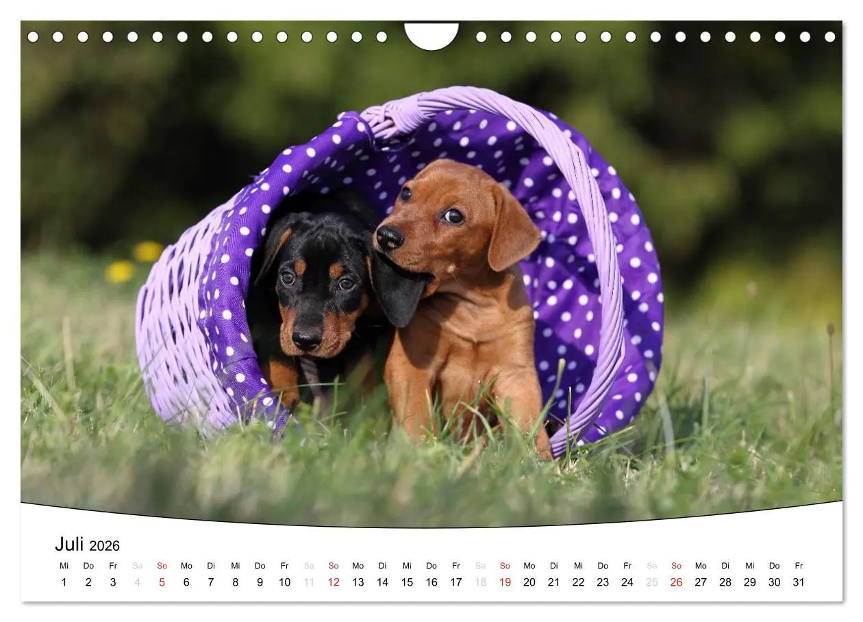 Bild: 9783516205336 | Welpen - Puppies (Wandkalender 2026 DIN A4 quer), CALVENDO...