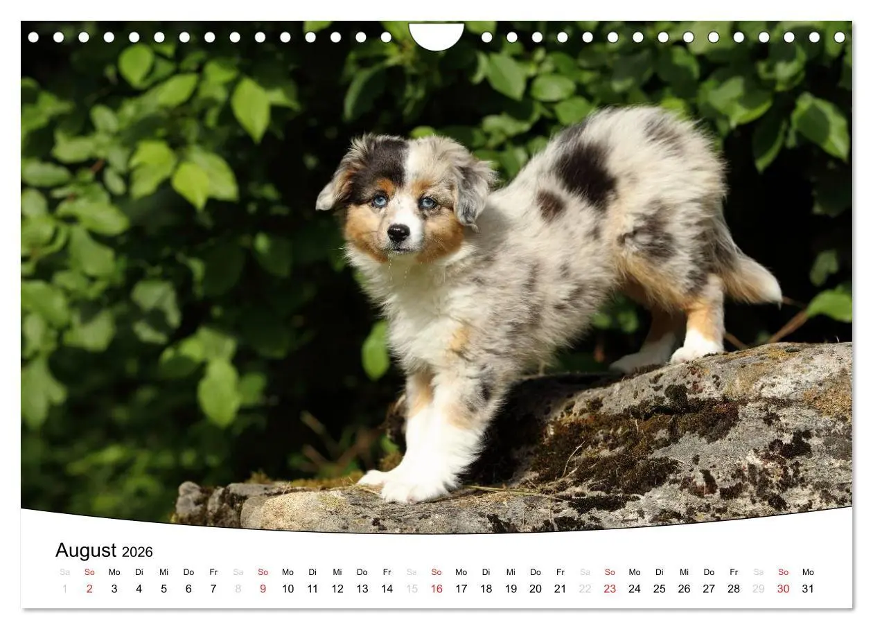Bild: 9783516205336 | Welpen - Puppies (Wandkalender 2026 DIN A4 quer), CALVENDO...