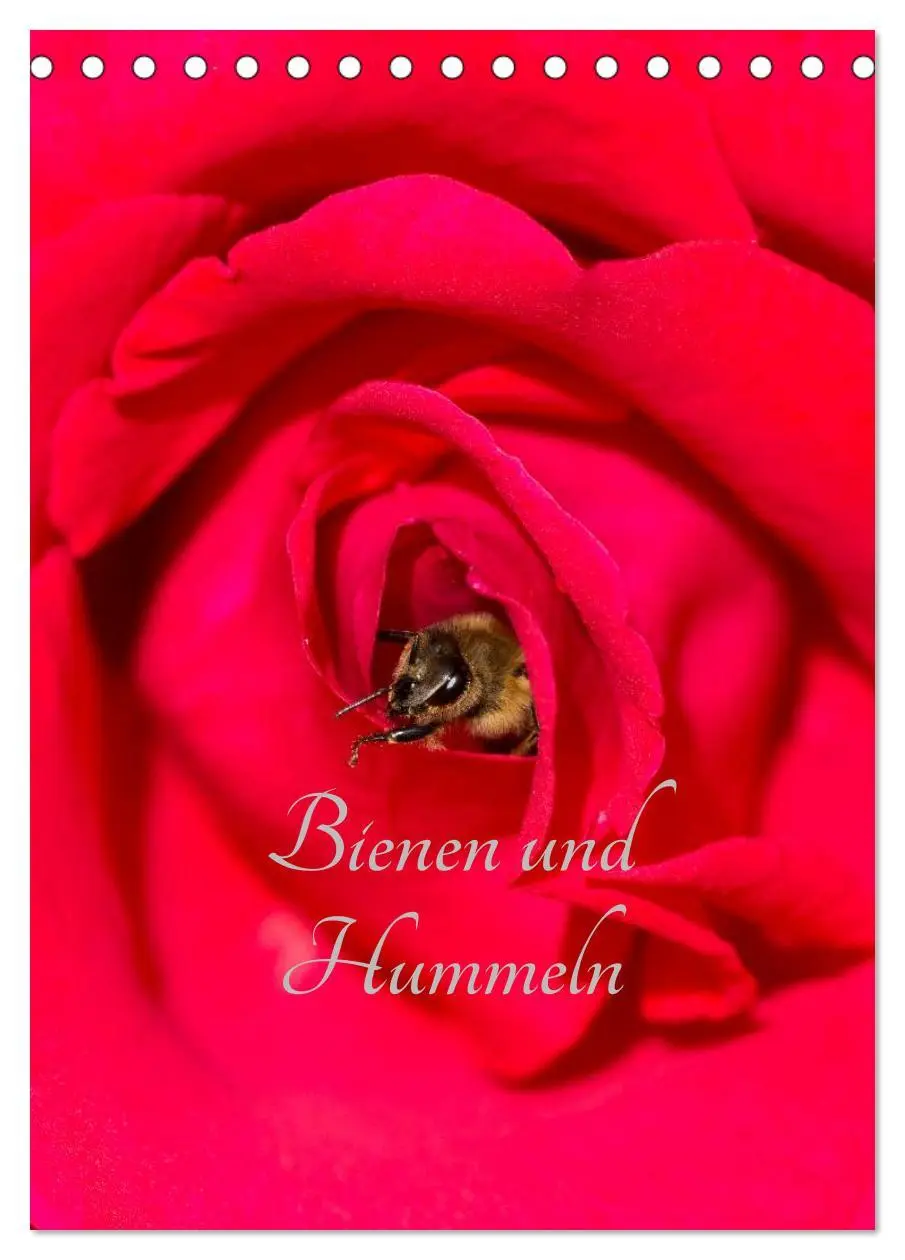 Cover: 9783516445336 | Bienen und Hummeln (Tischkalender 2026 DIN A5 hoch), CALVENDO...