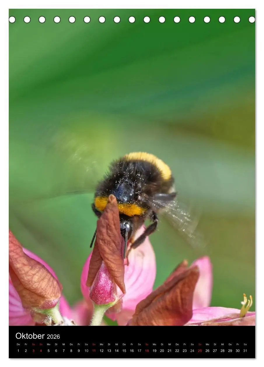 Bild: 9783516445336 | Bienen und Hummeln (Tischkalender 2026 DIN A5 hoch), CALVENDO...