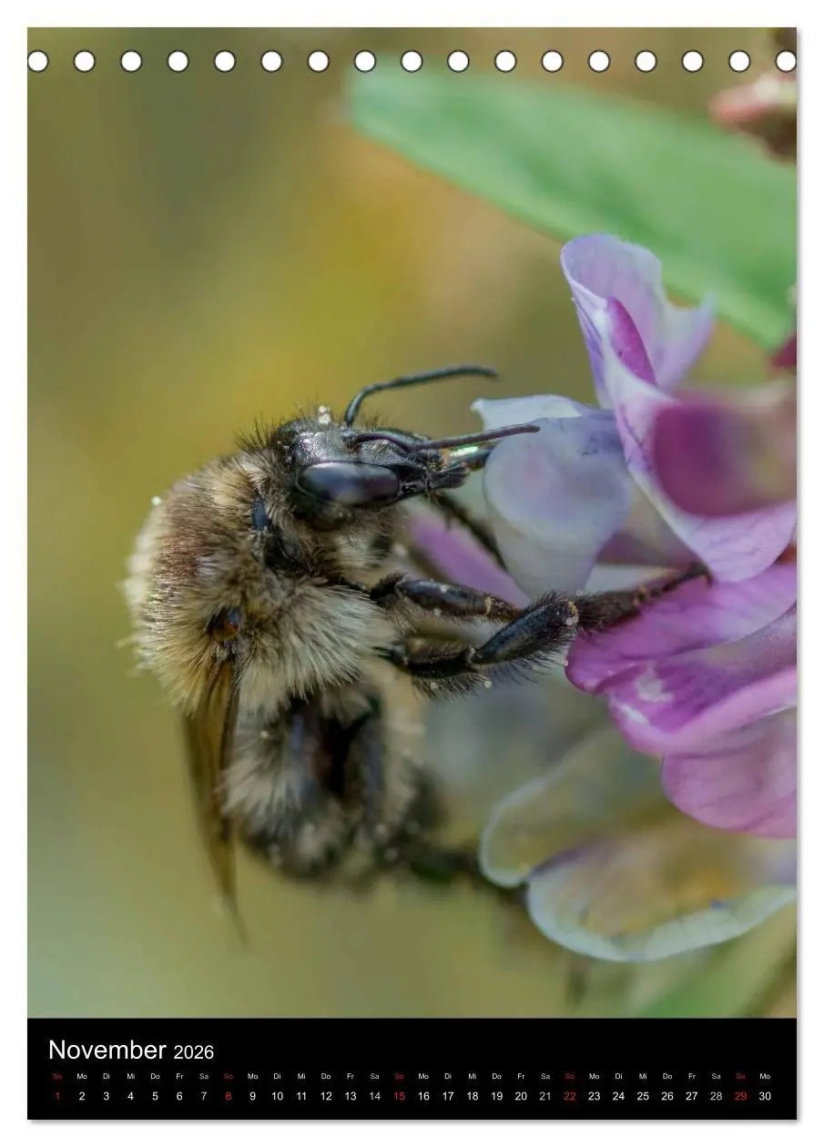 Bild: 9783516445336 | Bienen und Hummeln (Tischkalender 2026 DIN A5 hoch), CALVENDO...