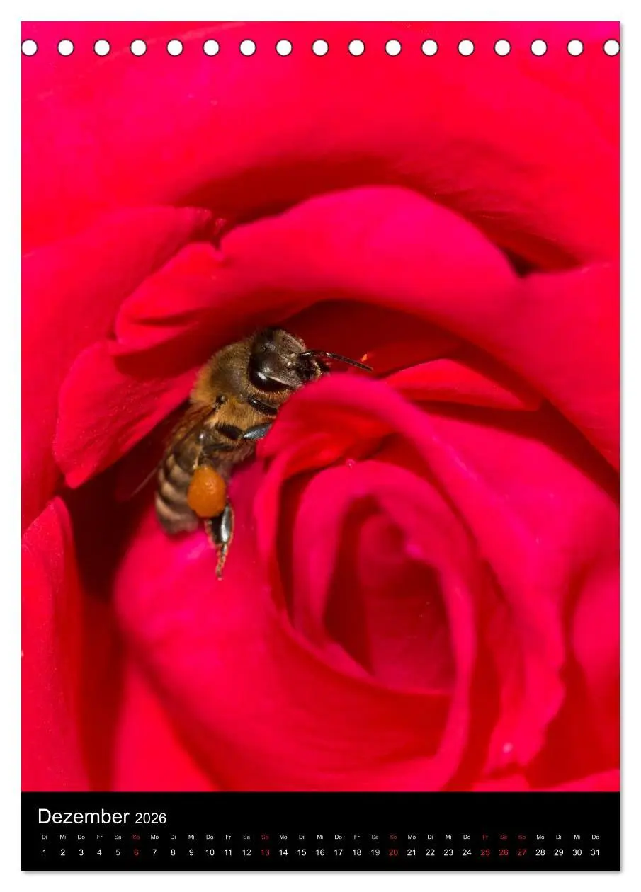 Bild: 9783516445336 | Bienen und Hummeln (Tischkalender 2026 DIN A5 hoch), CALVENDO...
