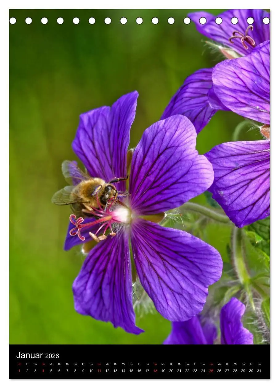 Bild: 9783516445336 | Bienen und Hummeln (Tischkalender 2026 DIN A5 hoch), CALVENDO...