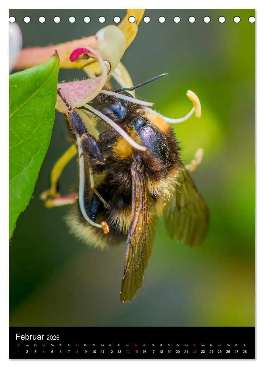 Bild: 9783516445336 | Bienen und Hummeln (Tischkalender 2026 DIN A5 hoch), CALVENDO...