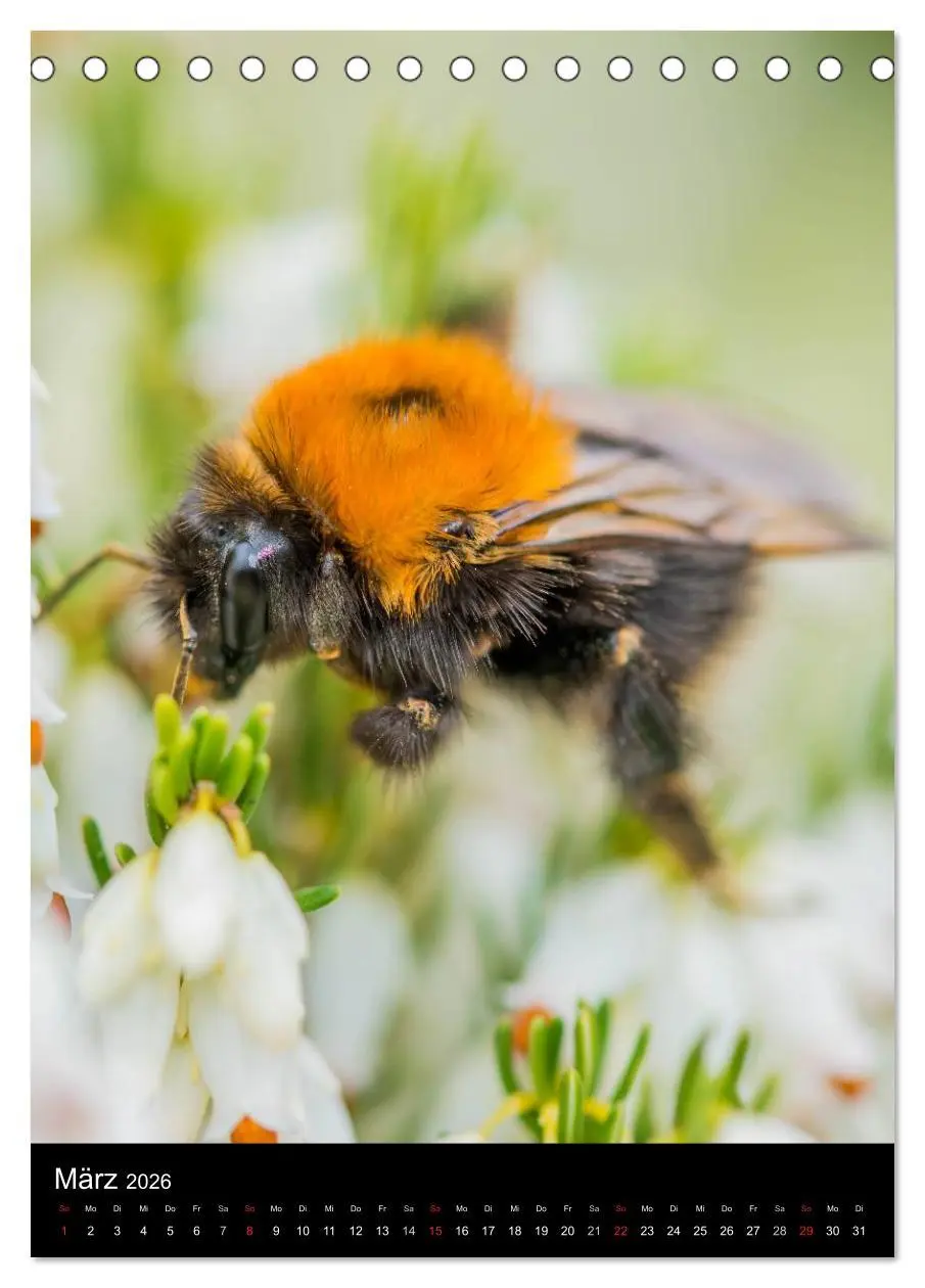 Bild: 9783516445336 | Bienen und Hummeln (Tischkalender 2026 DIN A5 hoch), CALVENDO...