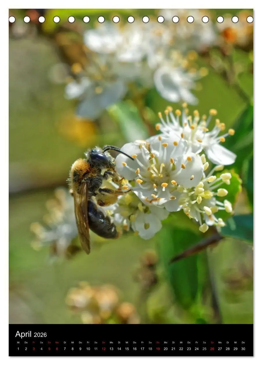 Bild: 9783516445336 | Bienen und Hummeln (Tischkalender 2026 DIN A5 hoch), CALVENDO...