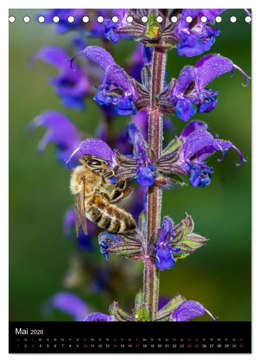 Bild: 9783516445336 | Bienen und Hummeln (Tischkalender 2026 DIN A5 hoch), CALVENDO...