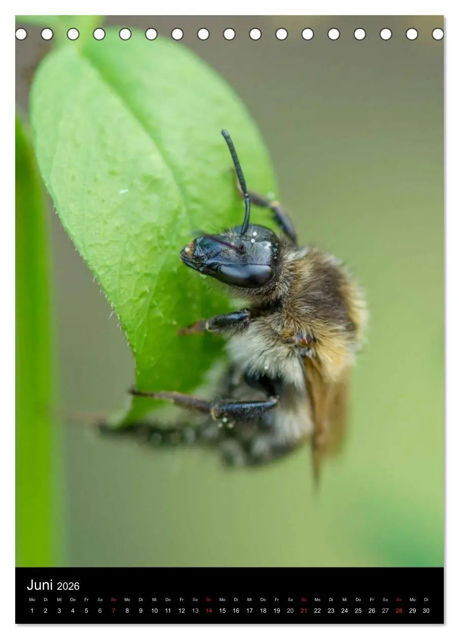 Bild: 9783516445336 | Bienen und Hummeln (Tischkalender 2026 DIN A5 hoch), CALVENDO...
