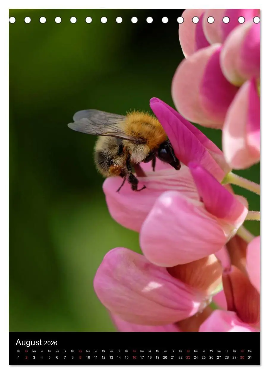 Bild: 9783516445336 | Bienen und Hummeln (Tischkalender 2026 DIN A5 hoch), CALVENDO...