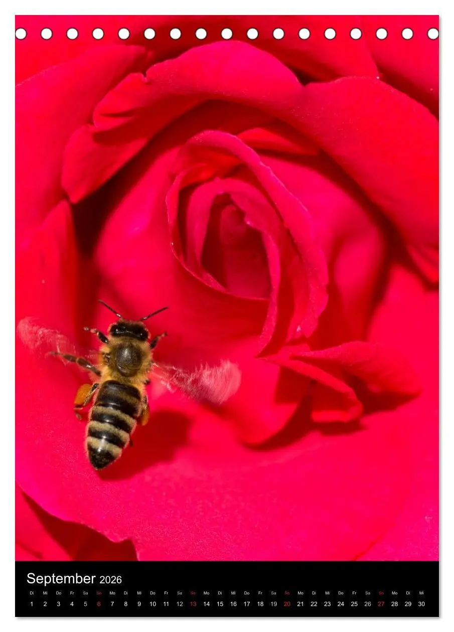Bild: 9783516445336 | Bienen und Hummeln (Tischkalender 2026 DIN A5 hoch), CALVENDO...