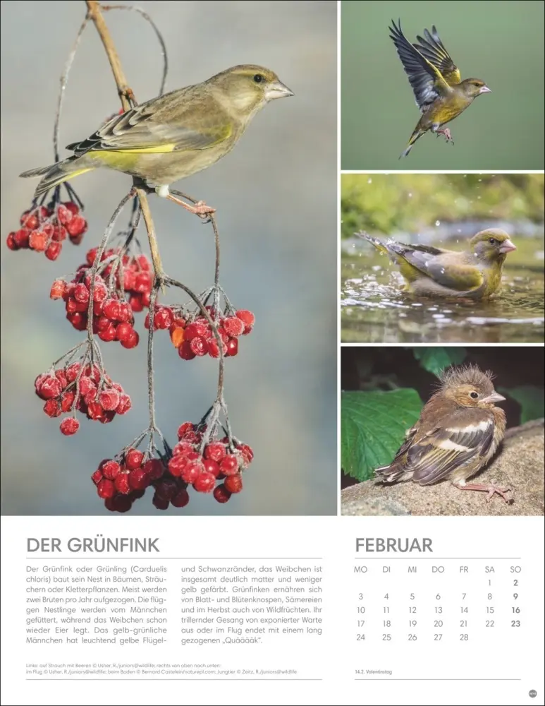Bild: 9783756405336 | Vögel in unseren Gärten Posterkalender 2025 | Kalender | Spiralbindung