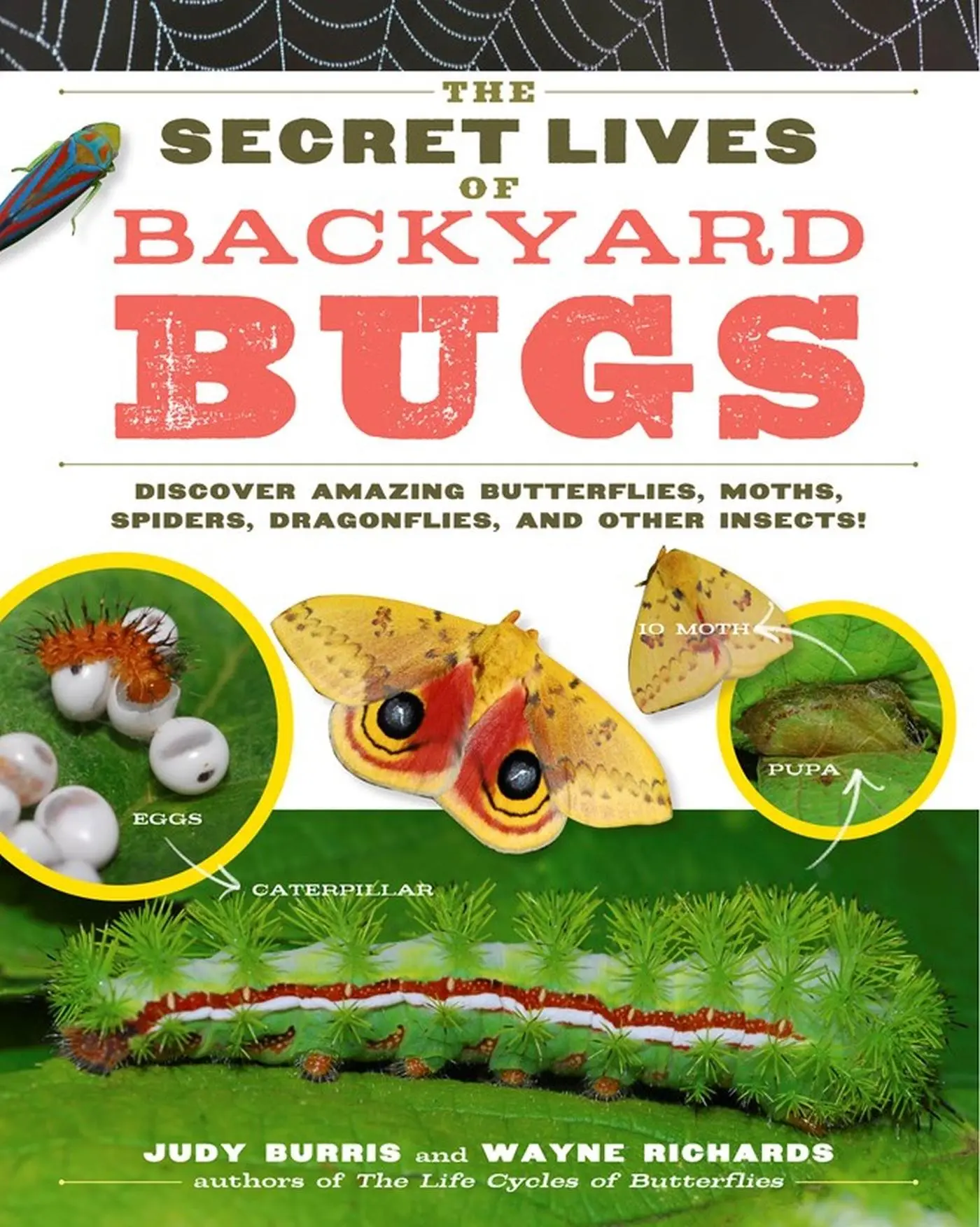 Cover: 9781603425636 | The Secret Lives of Backyard Bugs | Judy Burris (u. a.) | Taschenbuch