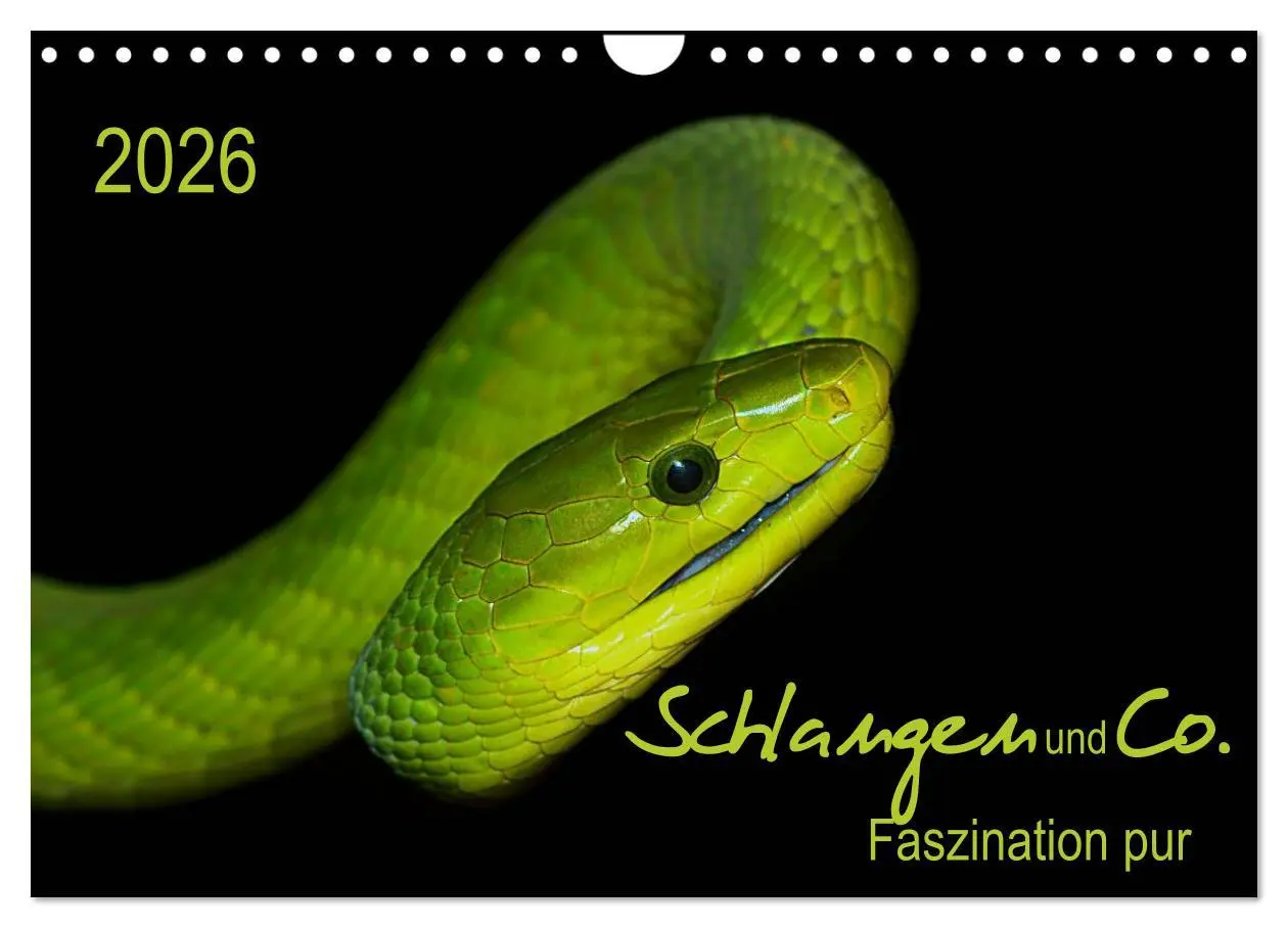 Cover: 9783516035636 | Schlangen und Co. - Faszination pur (Wandkalender 2026 DIN A4...