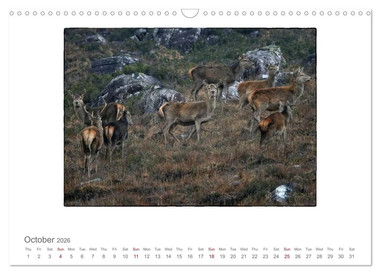 Bild: 9783516575736 | Wild Deer In The Highlands (Wall Calendar 2026 DIN A3 landscape),...