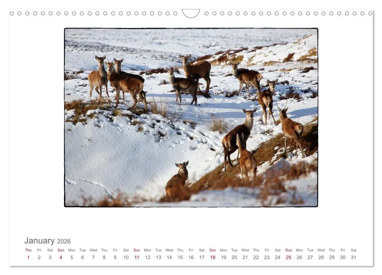 Bild: 9783516575736 | Wild Deer In The Highlands (Wall Calendar 2026 DIN A3 landscape),...