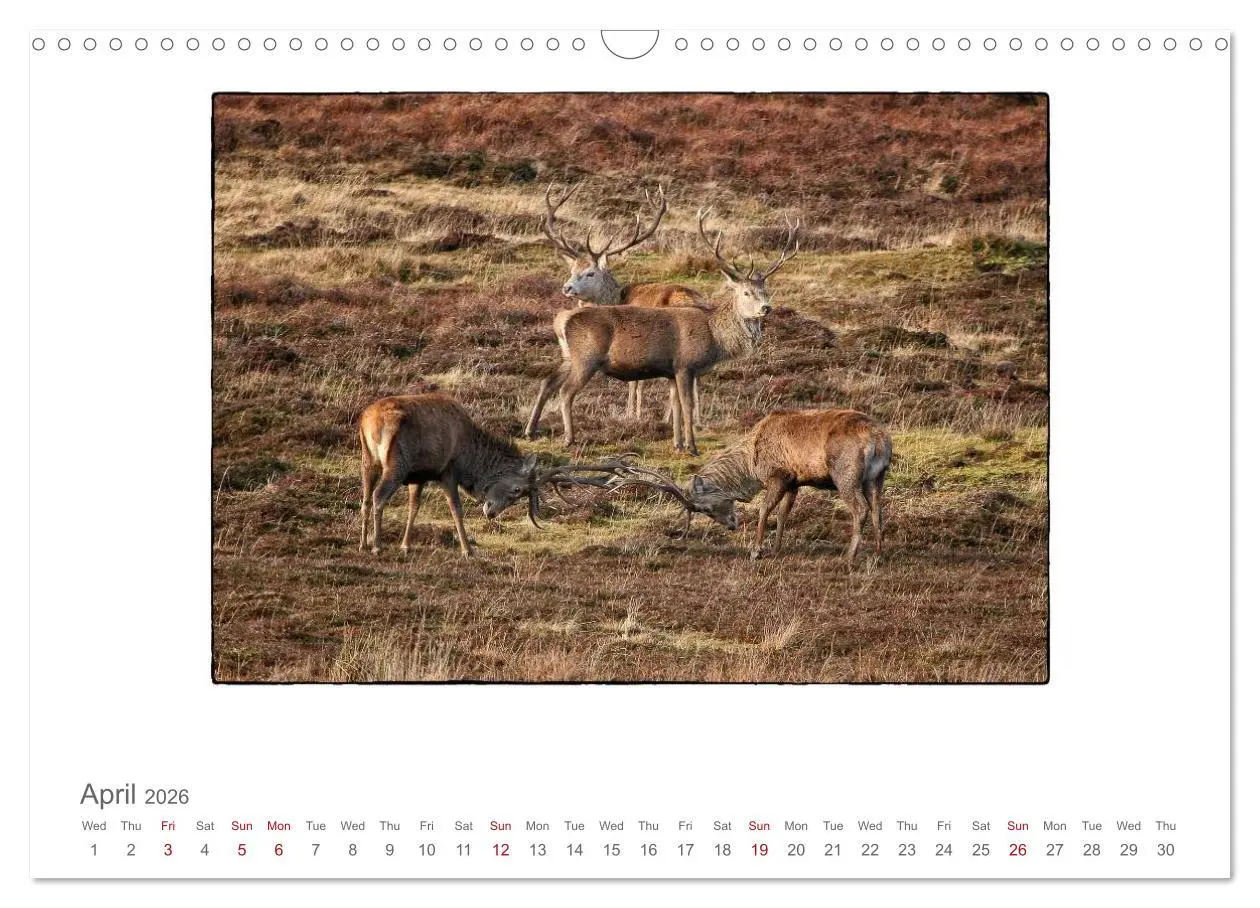 Bild: 9783516575736 | Wild Deer In The Highlands (Wall Calendar 2026 DIN A3 landscape),...