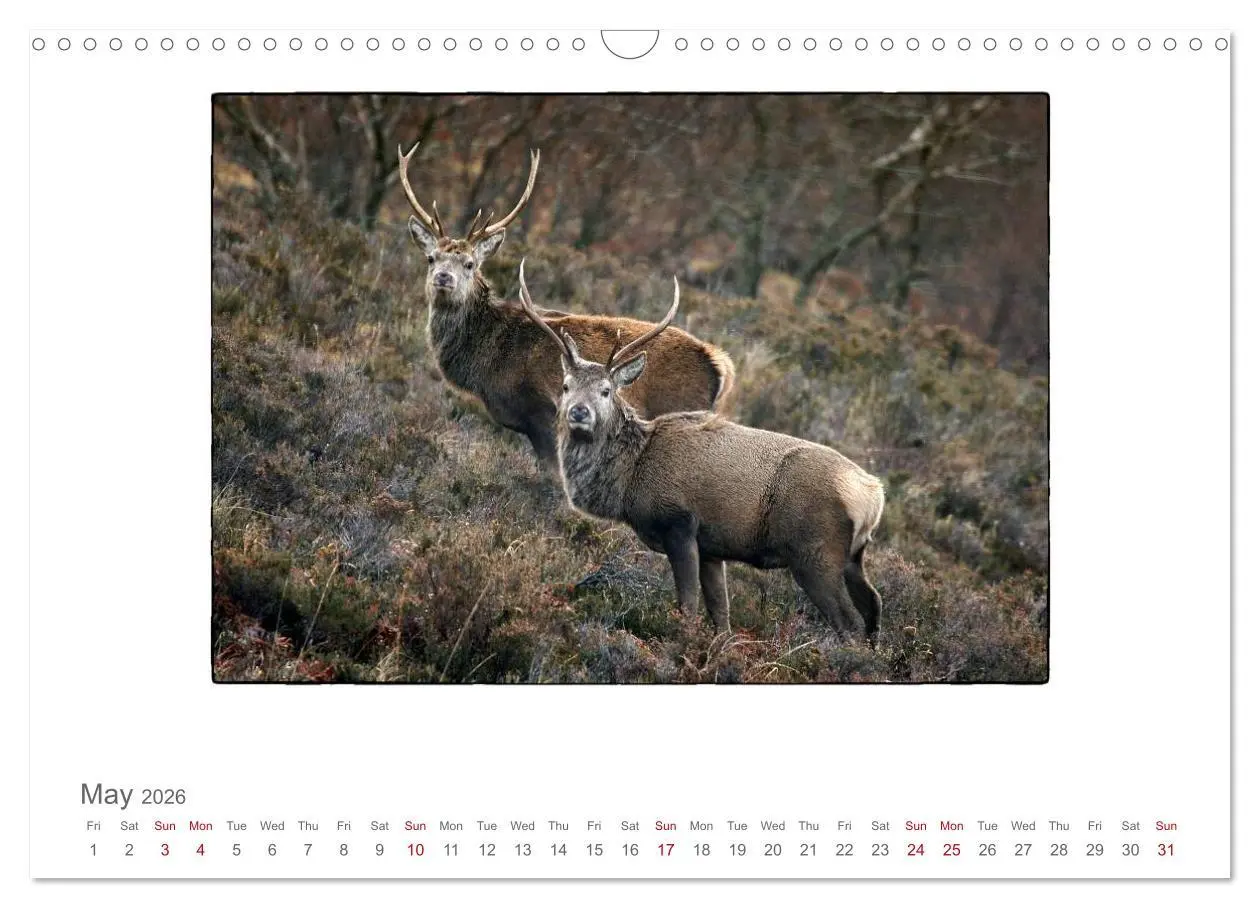 Bild: 9783516575736 | Wild Deer In The Highlands (Wall Calendar 2026 DIN A3 landscape),...