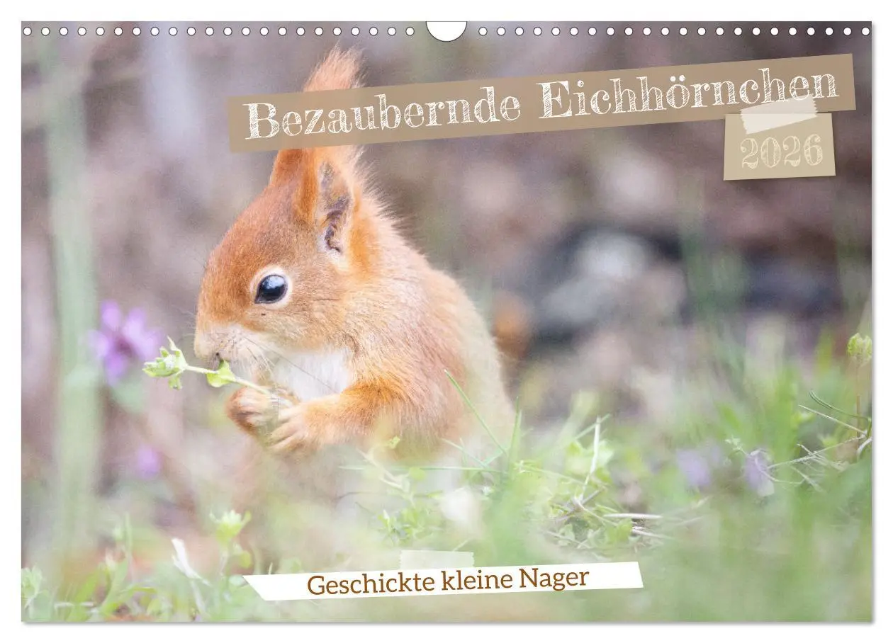 Cover: 9783457395936 | Bezaubernde Eichhörnchen (Wandkalender 2026 DIN A3 quer), CALVENDO...