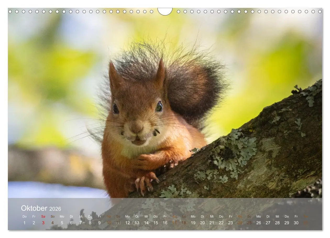 Bild: 9783457395936 | Bezaubernde Eichhörnchen (Wandkalender 2026 DIN A3 quer), CALVENDO...