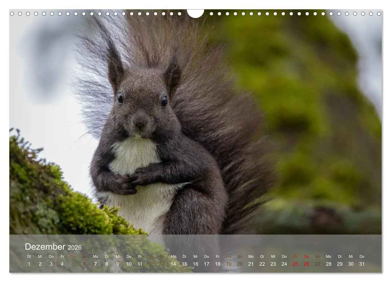 Bild: 9783457395936 | Bezaubernde Eichhörnchen (Wandkalender 2026 DIN A3 quer), CALVENDO...
