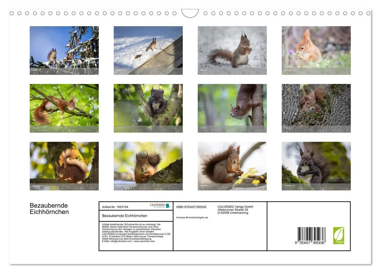 Bild: 9783457395936 | Bezaubernde Eichhörnchen (Wandkalender 2026 DIN A3 quer), CALVENDO...