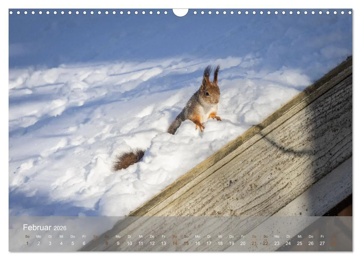 Bild: 9783457395936 | Bezaubernde Eichhörnchen (Wandkalender 2026 DIN A3 quer), CALVENDO...