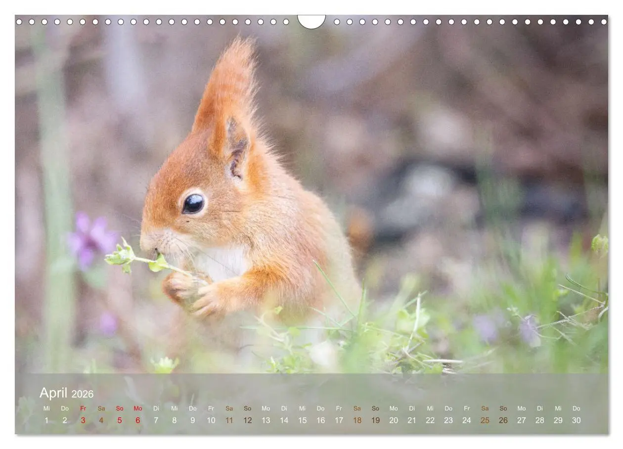 Bild: 9783457395936 | Bezaubernde Eichhörnchen (Wandkalender 2026 DIN A3 quer), CALVENDO...
