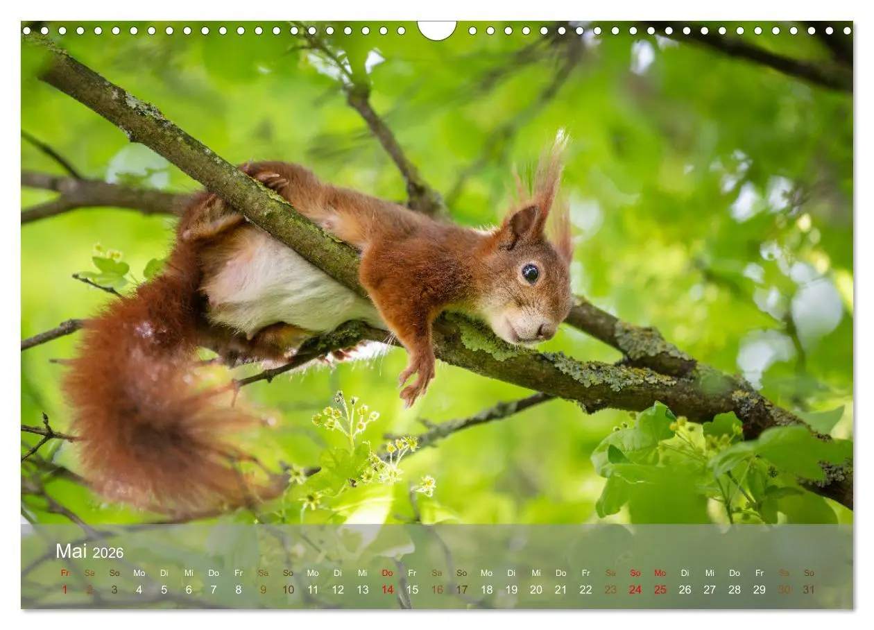Bild: 9783457395936 | Bezaubernde Eichhörnchen (Wandkalender 2026 DIN A3 quer), CALVENDO...
